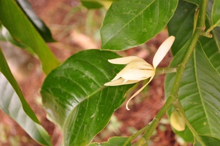 Ngắm muôn hoa Đà Lạt chào năm mới ảnh 18