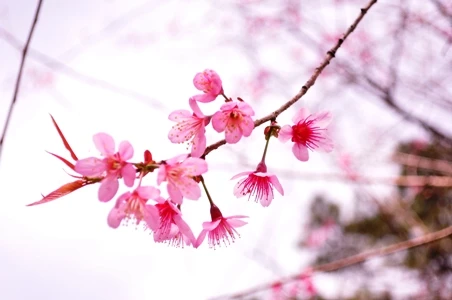 Ngắm muôn hoa Đà Lạt chào năm mới ảnh 1