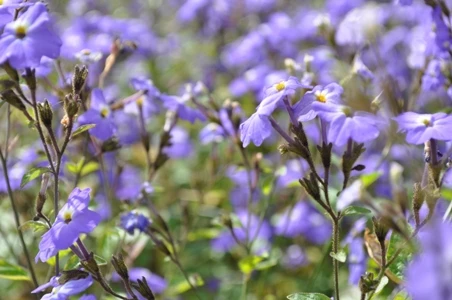 Ngắm muôn hoa Đà Lạt chào năm mới ảnh 20