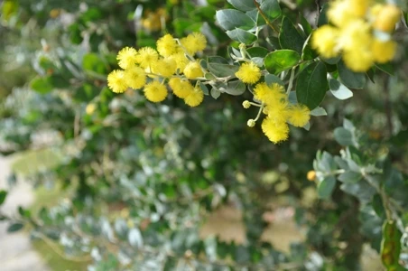 Ngắm muôn hoa Đà Lạt chào năm mới ảnh 16