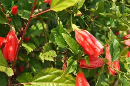 Ngắm muôn hoa Đà Lạt chào năm mới ảnh 11