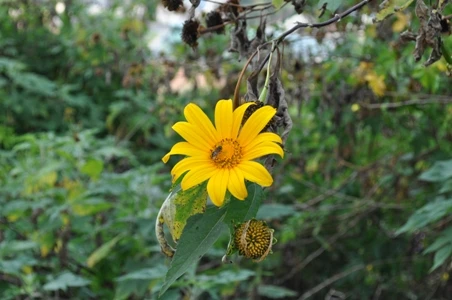 Ngắm muôn hoa Đà Lạt chào năm mới ảnh 7