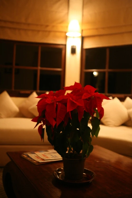 Ngắm muôn hoa Đà Lạt chào năm mới ảnh 12