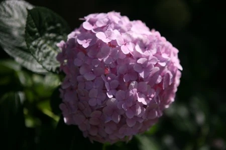 Ngắm muôn hoa Đà Lạt chào năm mới ảnh 8