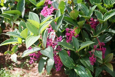 Ngắm muôn hoa Đà Lạt chào năm mới ảnh 4