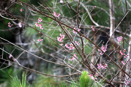 Mê đắm mai anh đào Đà Lạt ảnh 12