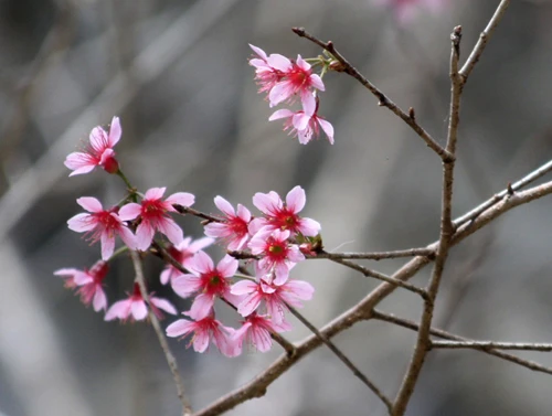 Mê đắm mai anh đào Đà Lạt ảnh 9