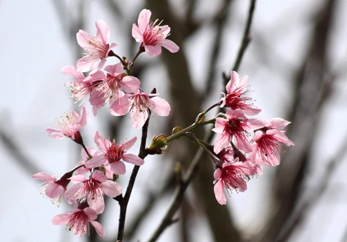 Mê đắm mai anh đào Đà Lạt ảnh 10