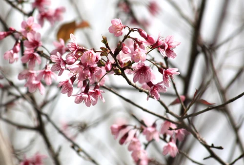 Mê đắm mai anh đào Đà Lạt ảnh 11