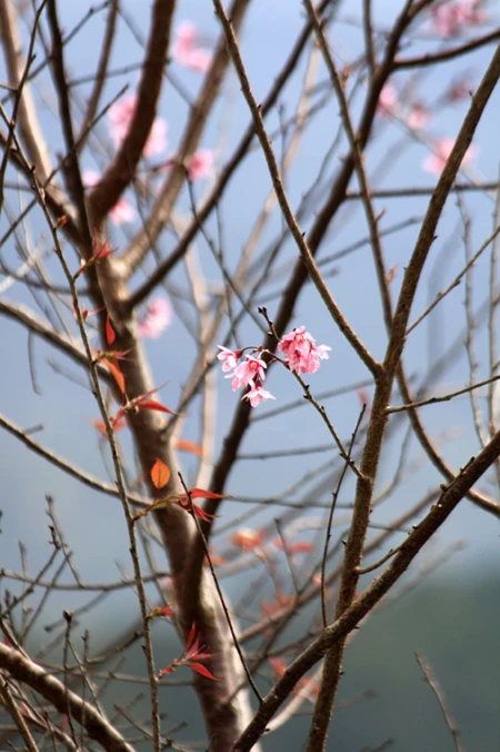 Mê đắm mai anh đào Đà Lạt ảnh 8