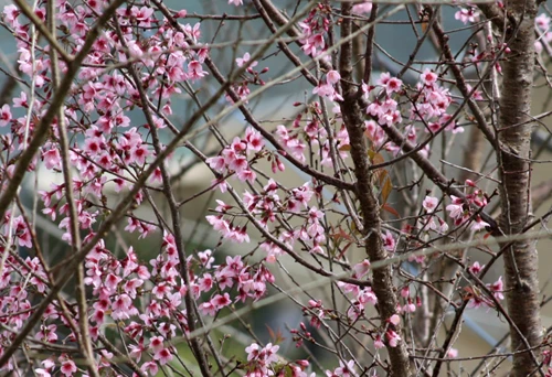 Mê đắm mai anh đào Đà Lạt ảnh 7