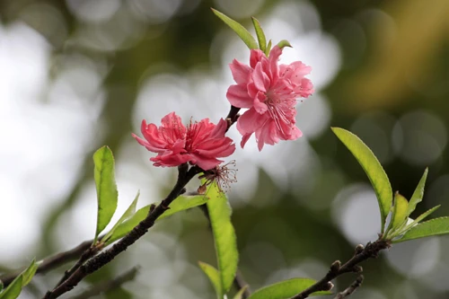 Mê đắm mai anh đào Đà Lạt ảnh 15