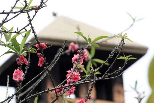 Mê đắm mai anh đào Đà Lạt ảnh 17