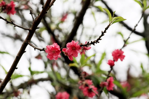 Mê đắm mai anh đào Đà Lạt ảnh 18