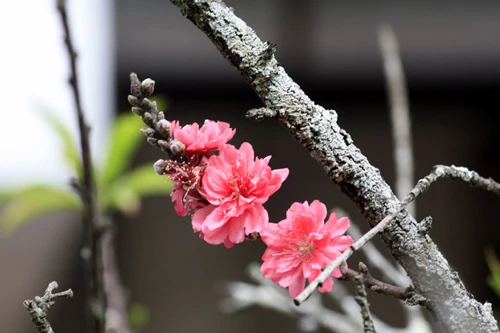 Mê đắm mai anh đào Đà Lạt ảnh 13