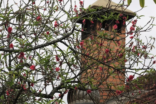 Mê đắm mai anh đào Đà Lạt ảnh 19