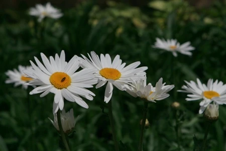 Ngắm muôn hoa Đà Lạt chào năm mới ảnh 3