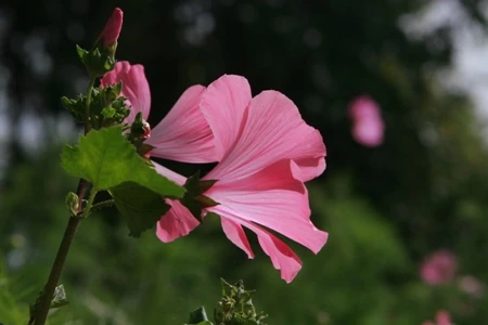 Ngắm muôn hoa Đà Lạt chào năm mới ảnh 19