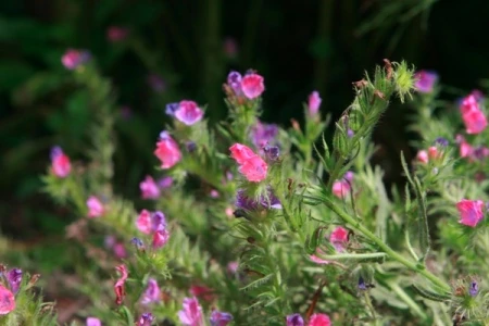 Ngắm muôn hoa Đà Lạt chào năm mới ảnh 15