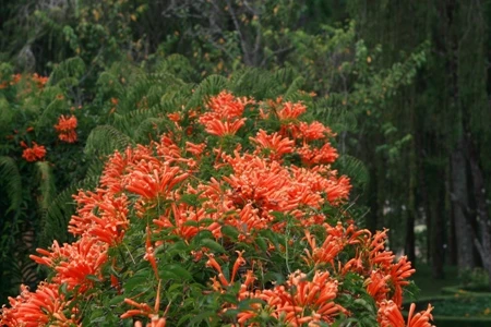 Ngắm muôn hoa Đà Lạt chào năm mới ảnh 10