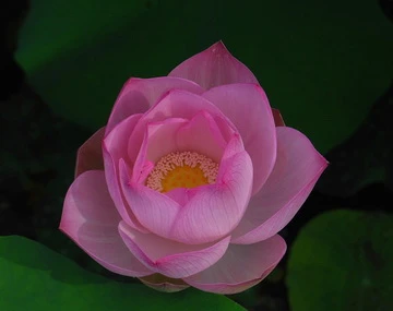 Hoa sen - biểu tượng sức sống mãnh liệt dân tộc Việt ảnh 1