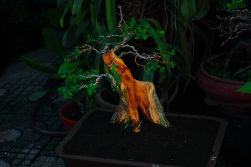 Rực rỡ những phố hoa tại Sài Gòn ảnh 20