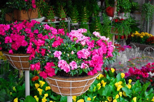 Rực rỡ những phố hoa tại Sài Gòn ảnh 5 Rực rỡ những phố hoa tại Sài Gòn ảnh 5