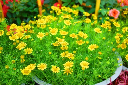 Rực rỡ những phố hoa tại Sài Gòn ảnh 3 Rực rỡ những phố hoa tại Sài Gòn ảnh 3