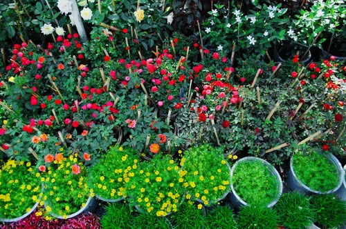 Rực rỡ những phố hoa tại Sài Gòn ảnh 13