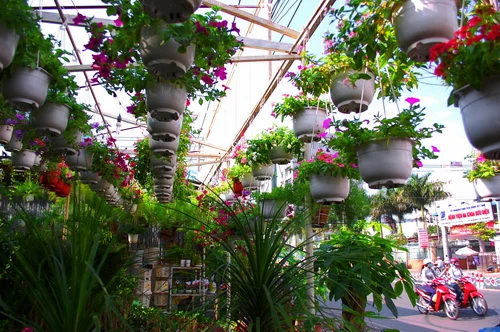 Rực rỡ những phố hoa tại Sài Gòn ảnh 9