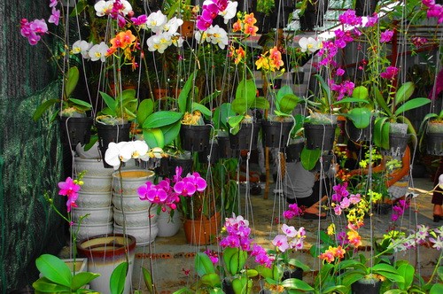 Rực rỡ những phố hoa tại Sài Gòn ảnh 4 Rực rỡ những phố hoa tại Sài Gòn ảnh 4