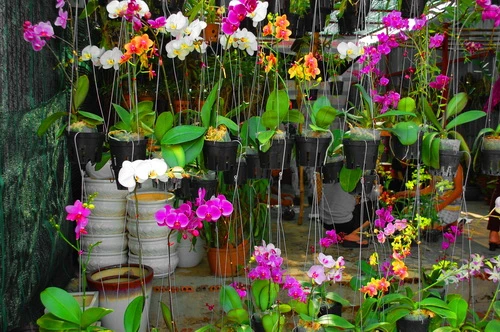 Rực rỡ những phố hoa tại Sài Gòn ảnh 4