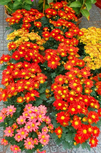 Rực rỡ những phố hoa tại Sài Gòn ảnh 10