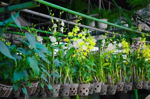 Rực rỡ những phố hoa tại Sài Gòn ảnh 14 Rực rỡ những phố hoa tại Sài Gòn ảnh 14