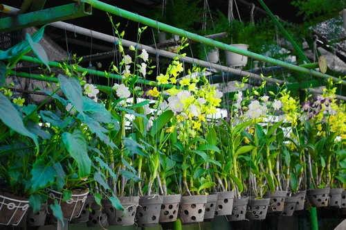 Rực rỡ những phố hoa tại Sài Gòn ảnh 14