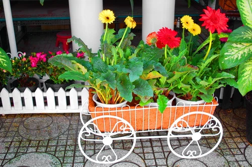 Rực rỡ những phố hoa tại Sài Gòn ảnh 15