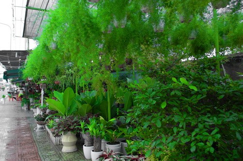 Rực rỡ những phố hoa tại Sài Gòn ảnh 8 Rực rỡ những phố hoa tại Sài Gòn ảnh 8