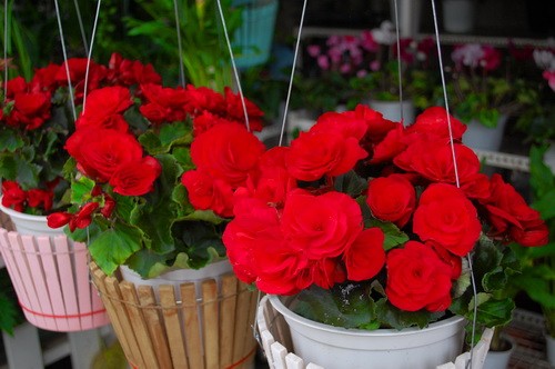 Rực rỡ những phố hoa tại Sài Gòn ảnh 18 Rực rỡ những phố hoa tại Sài Gòn ảnh 18
