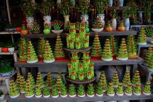 Rực rỡ những phố hoa tại Sài Gòn ảnh 21