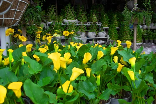 Rực rỡ những phố hoa tại Sài Gòn ảnh 17