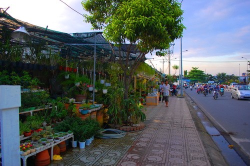 Rực rỡ những phố hoa tại Sài Gòn ảnh 7 Rực rỡ những phố hoa tại Sài Gòn ảnh 7