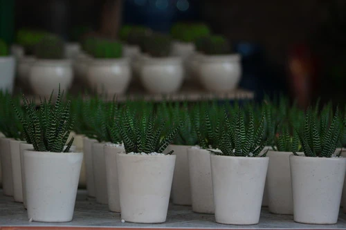 Rực rỡ những phố hoa tại Sài Gòn ảnh 16