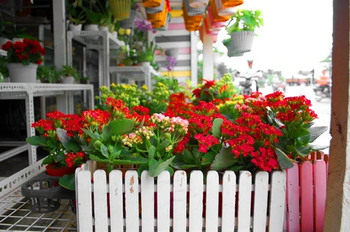 Rực rỡ những phố hoa tại Sài Gòn ảnh 12