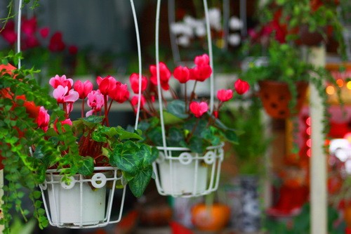 Rực rỡ những phố hoa tại Sài Gòn ảnh 1 Rực rỡ những phố hoa tại Sài Gòn ảnh 1