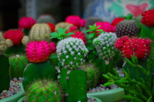 Rực rỡ những phố hoa tại Sài Gòn ảnh 11