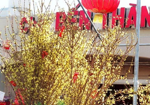 Hoa xuân rực rỡ trước cửa chợ Bến Thành gần thương xá Phước Lộc Thọ ở California, Mỹ.