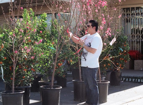 Mai, đào được khách hàng chú ý đến nhiều nhất. Mai, đào được khách hàng chú ý đến nhiều nhất.