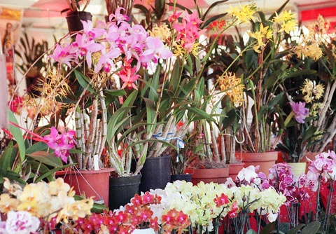 Các giò lan được xếp ngay ngắn trong gian hàng ở Phước Lộc Thọ.