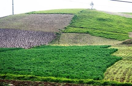 Mùa xuân trên cao nguyên ảnh 17 Mùa xuân trên cao nguyên ảnh 17