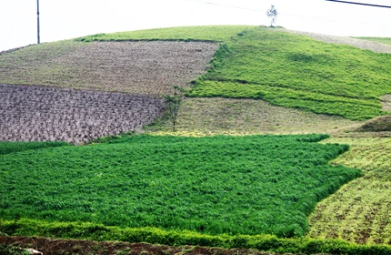 Mùa xuân trên cao nguyên ảnh 17